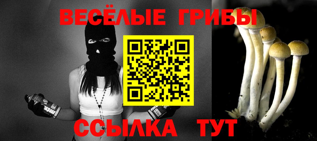 Псилоцибиновые грибы Psilocybe Коряжма